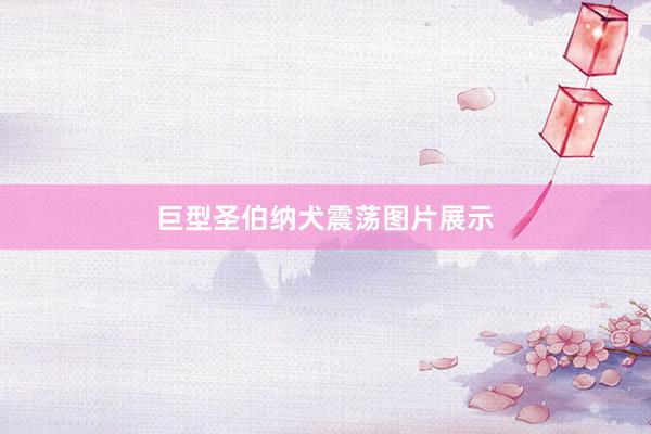 巨型圣伯纳犬震荡图片展示